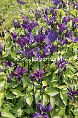 Clematis diversifolia Blue Ocean, Parmaklematis, C2