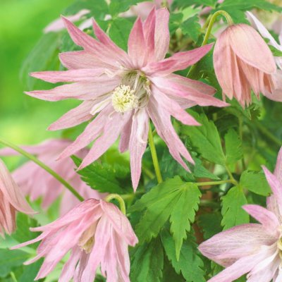 atragene Country Rose Zocoro, Klematis, C2