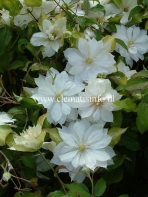 Clematis patens Dancing Dorien Zodado ®, Klematis Storblommig, C2