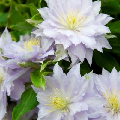 patens Dancing King Zodaki ®, Klematis Storblommig, C2