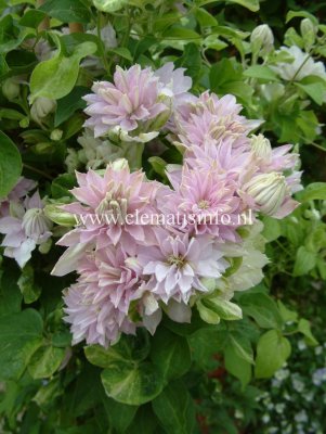 Clematis patens Dancing Queen ® Zodiaque, Klematis Storblommig, C2