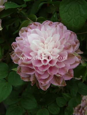 Clematis patens Dancing Smile ® Zodasmi, Klematis Storblommig, C2