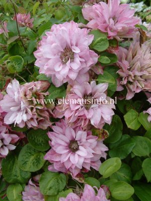 Clematis patens Dancing Teruko ®, Klematis Storblommig, C2