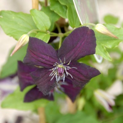 viticella Dark Eyes, Italiensk Klematis, C2
