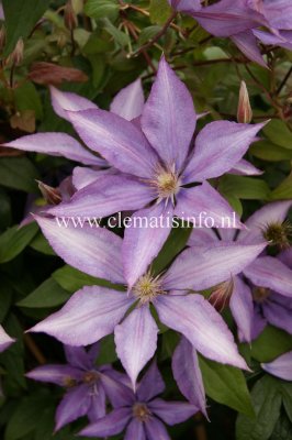 Clematis patens Bagatelle (Dorothy Walton), Klematis Storblommig, C2