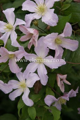 Clematis jackmanii Entel, Jackmanklematis, C2