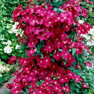 patens Ernest Markham, Klematis Storblommig, C2