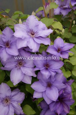 Clematis patens Esther ®, Klematis Storblommig, C2
