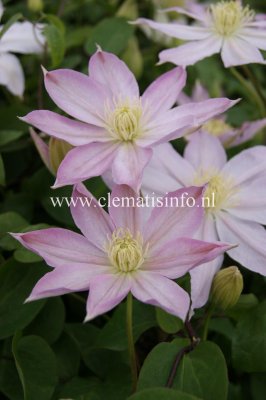Clematis patens Etoile Nacré, Klematis Storblommig, C2