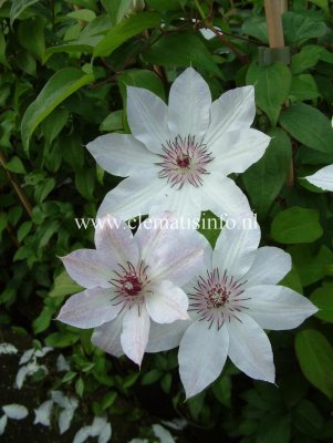 Clematis patens Fair Rosamond, Klematis Storblommig, C2