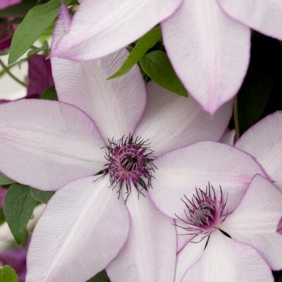 florida Fond Memories, Paradisklematis, C2