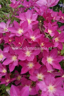 Clematis patens Freedom ®, Klematis Storblommig, C2