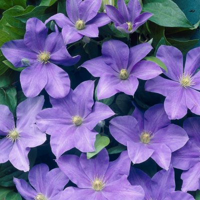 patens Fujimusume, Klematis Storblommig, C2