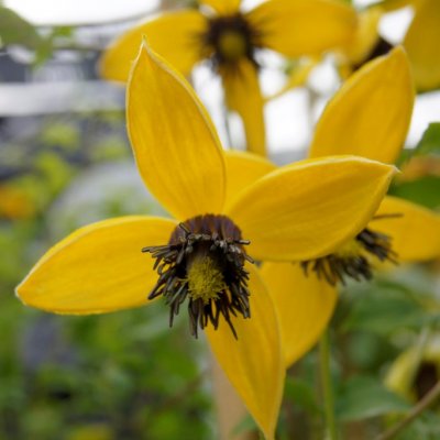tangutica Golden Harvest, Gullklematis, C2