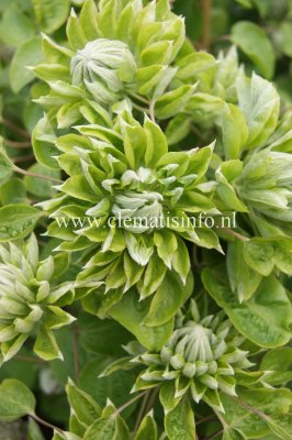 Clematis patens Green Passion ®, Klematis Storblommig, C2