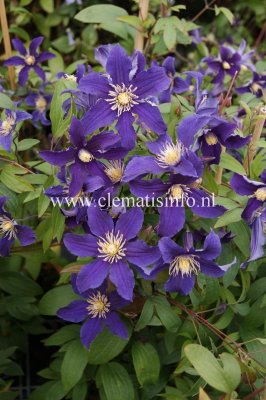 Clematis diversifolia Hudson River ®, Parmaklematis, C2