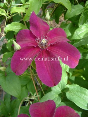 Clematis patens Huvi, Klematis Storblommig, C2