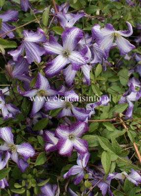 Clematis viticella I AM ® Lady J Zoiamlj, Italiensk Klematis, C2