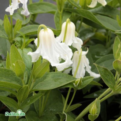 Clematis integrifolia Alba