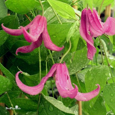 Clematis integrifolia Rosea