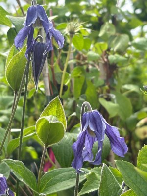 Clematis integrifolia Blue River ®