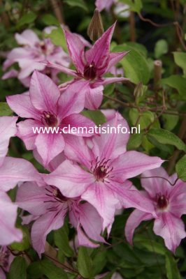 Clematis patens Isabella ®, Klematis Storblommig, C2
