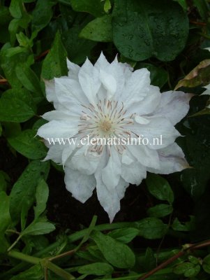 Clematis jackmanii Alba, Jackmanklematis, C2