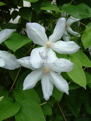 Clematis jackmanii Alba, Jackmanklematis, C2