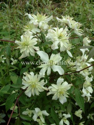Clematis montana Jenny Keay, Bergklematis, C2