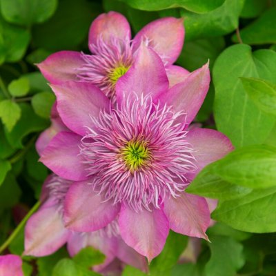 patens Kaiser ® (Blushing Bridesmaid), Klematis Storblommig, C2
