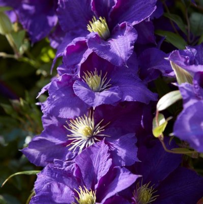 patens Lady Betty Balfour, Klematis Storblommig, C2
