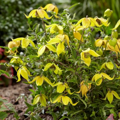 tangutica Little Lemons, Gullklematis, C2