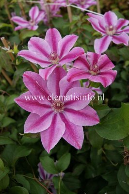 Clematis patens Love Jewelry, Klematis Storblommig, C2