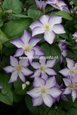 Clematis jackmanii Lucky Charm ®, Jackmanklematis, C2