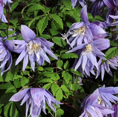 macropetala, Kronklematis, C2