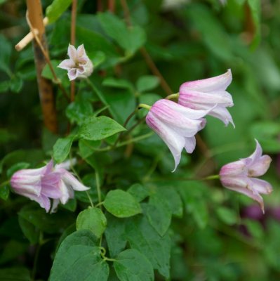 texensis Mienie Belle ® Zomibel, Lyktklematis, C2