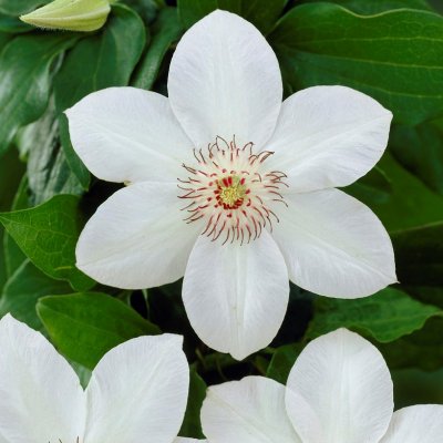 patens Miss Bateman, Klematis Storblommig