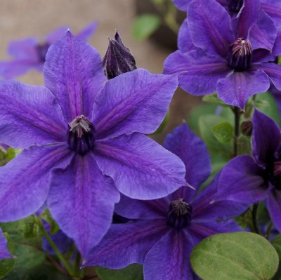 patens Mon Amour, Klematis Storblommig, C2