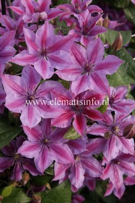 Clematis patens Mon Cherry ®, Klematis Storblommig, C2