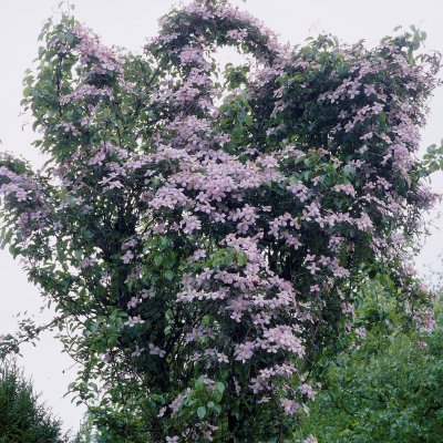 montana Sunrise, Bergklematis, C2