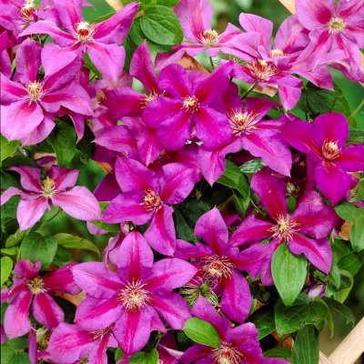 patens Mrs N. Thompson, Klematis Storblommig, C2