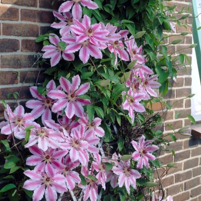 patens Nelly Moser, Klematis Storblommig, C2