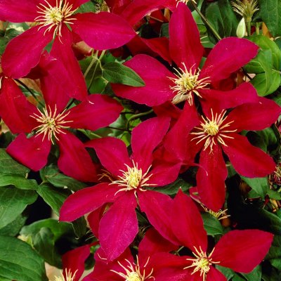 patens Niobe, Klematis Storblommig, C2