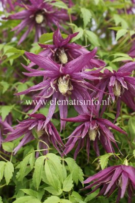 Clematis atragene Ocropus, Klematis, C2