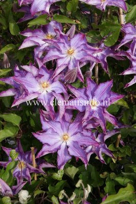 Clematis patens Palette ®, Klematis Storblommig, C2