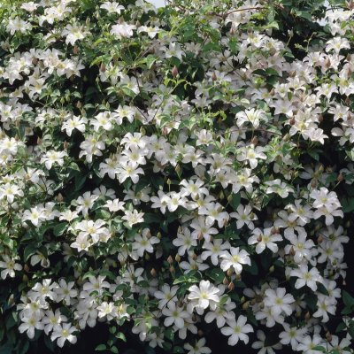 patens Huldine, Klematis Storblommig, C2