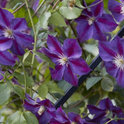 patens Star of India, Klematis Storblommig, C2