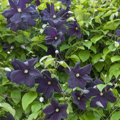 patens Viola, Klematis Storblommig, C2