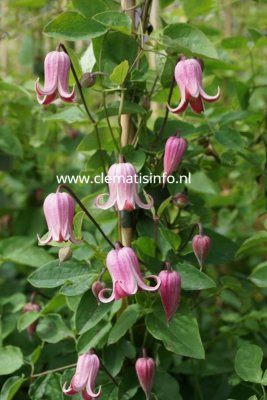 Clematis viorna Peveril Peach, Viornaklematis, C2