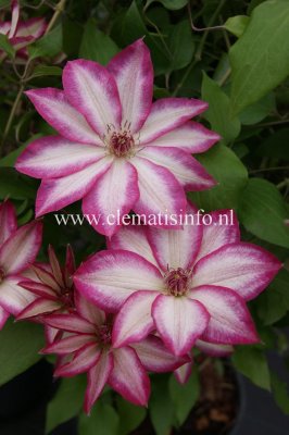 Clematis patens Picotee ®, Klematis Storblommig, C2